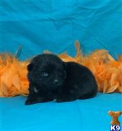 pomeranian puppy posted by Rhonda Wallace